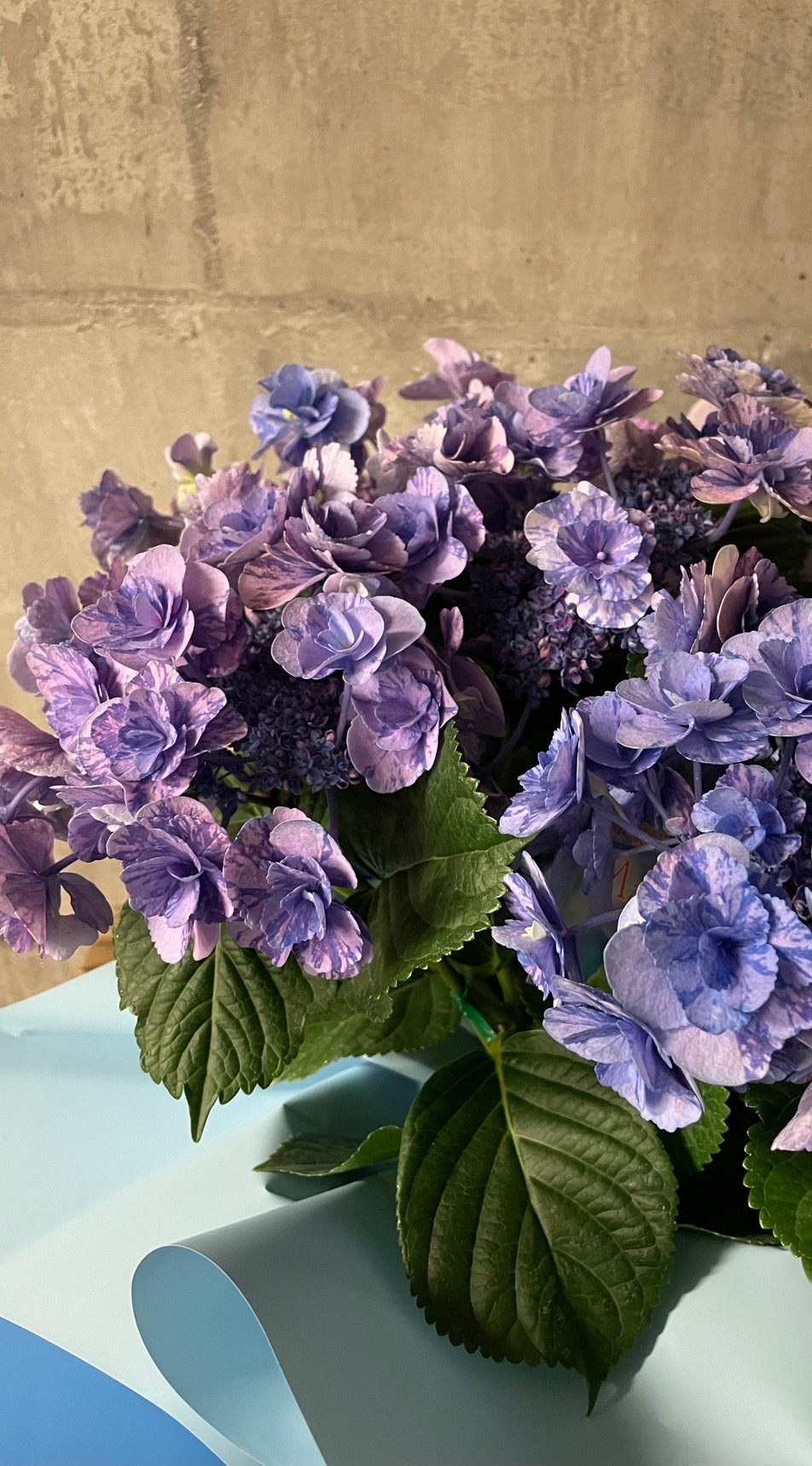 DMC 紫陽花 Onatsu SP STEEL hydrangea Japanese Flower of the Rainy Season: Discover Hydrangea